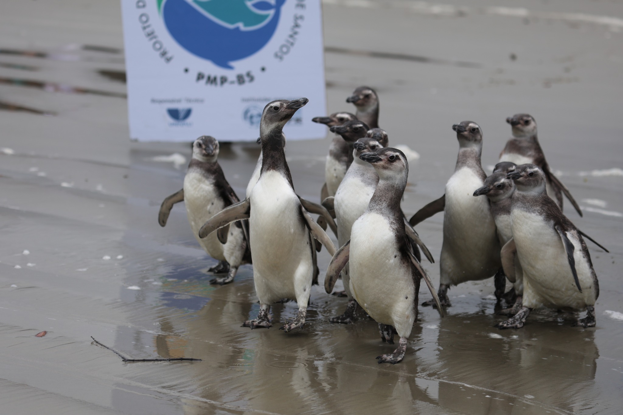 Foto: PMPPR/ Clovis Santos