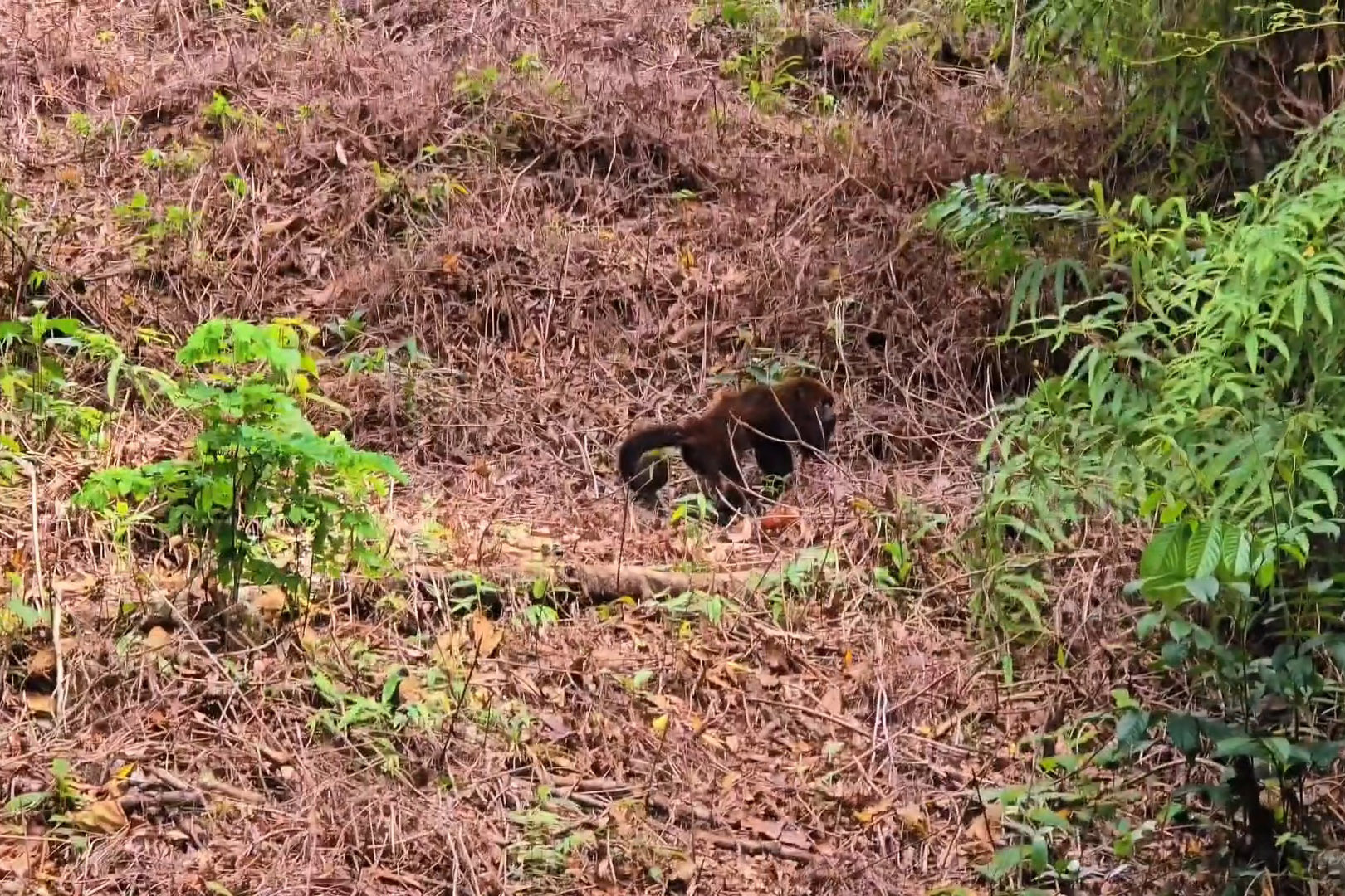 Foto: Diego Fernandes/IAT Morretes