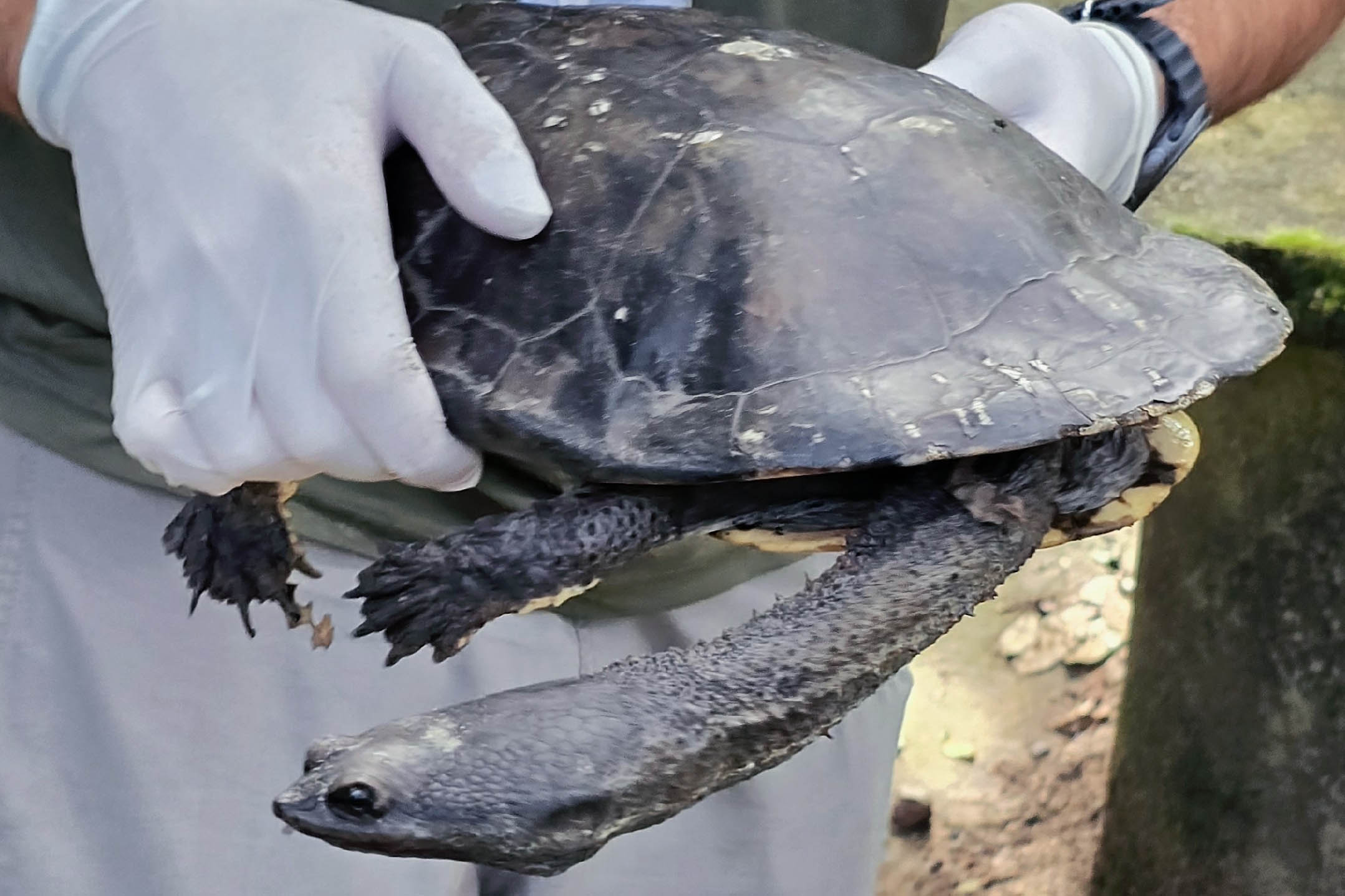 Foto: Rafael Galvão/IAT_PR