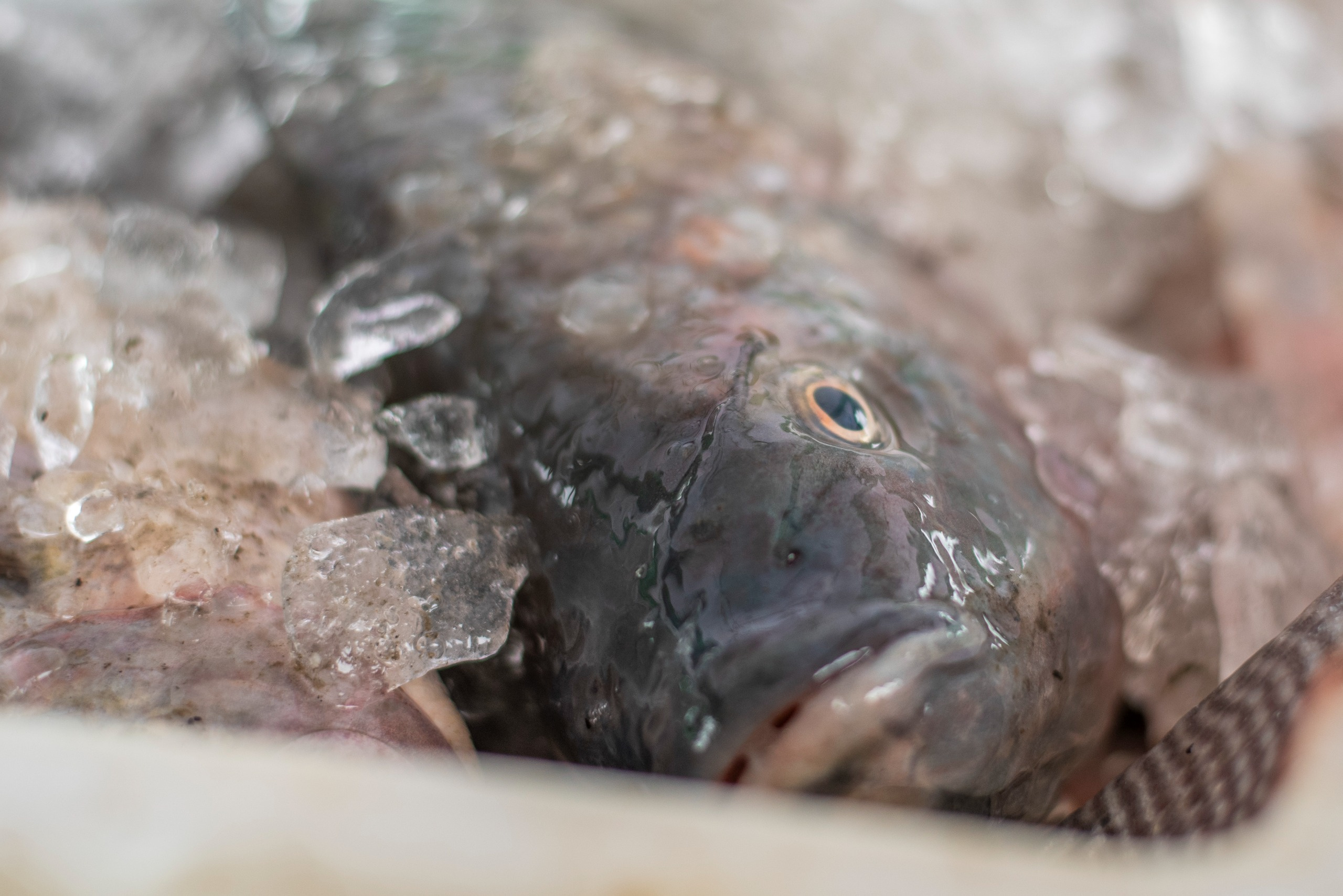 Foto: Divulgação/Prefeitura de Paranaguá