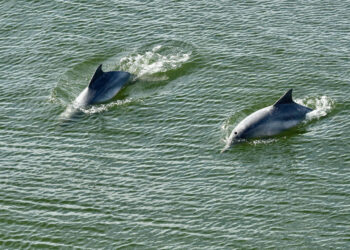 Portos do Paraná reforça compromisso com preservação dos oceanos