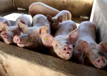 OMS confirma 1.ª infecção com morte por influenza suína no Brasil em 2023