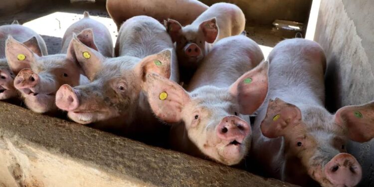 OMS confirma 1.ª infecção com morte por influenza suína no Brasil em 2023