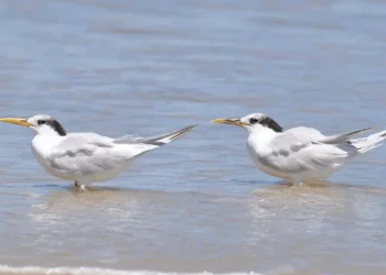 Litoral confirma segundo caso de gripe aviária em ave silvestre