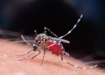 Em apenas uma semana, Litoral registra 570 casos confirmados de Dengue