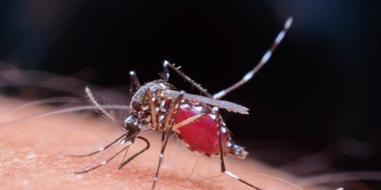 Em apenas uma semana, Litoral registra 570 casos confirmados de Dengue