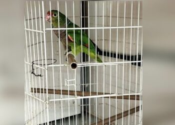 Papagaio ameaçado de extinção é encontrado pela Polícia Ambiental em uma casa em Guaratuba