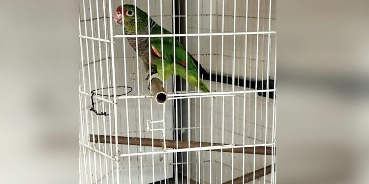 Papagaio ameaçado de extinção é encontrado pela Polícia Ambiental em uma casa em Guaratuba