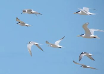 Antonina registra primeiro caso de Gripe Aviária