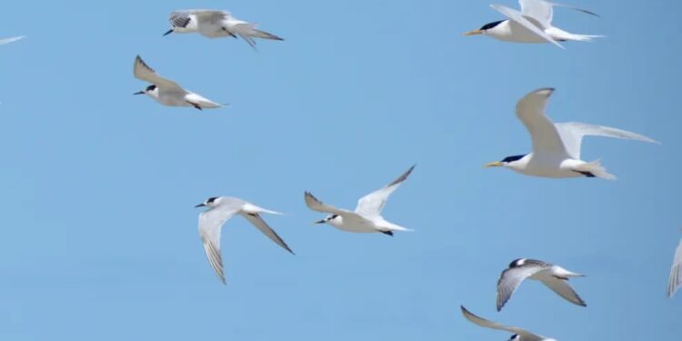 Antonina registra primeiro caso de Gripe Aviária