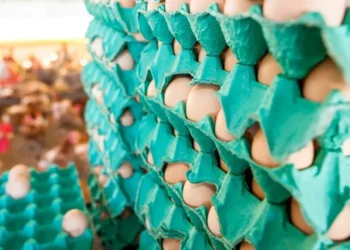 Paraná aumenta exportação de ovos após casos de gripe aviária prejudicarem outros países