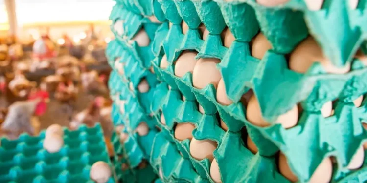 Paraná aumenta exportação de ovos após casos de gripe aviária prejudicarem outros países
