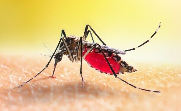 Em apenas uma semana, o Litoral registrou 812 casos confirmados de Dengue