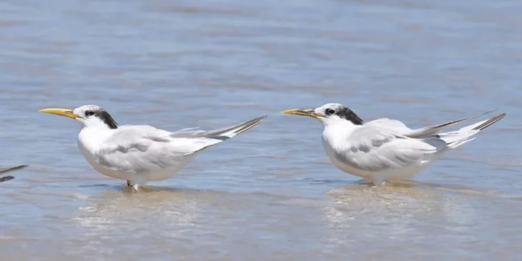 Paraná decreta emergência zoosanitária para proteger o setor avícola