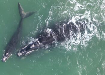Ameaçada de extinção, Baleia Franca com filhote é avistada em Pontal do Paraná