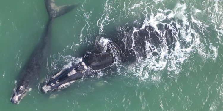 Ameaçada de extinção, Baleia Franca com filhote é avistada em Pontal do Paraná
