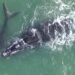 Ameaçada de extinção, Baleia Franca com filhote é avistada em Pontal do Paraná