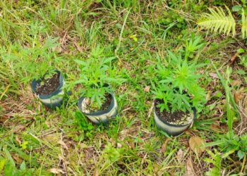 Patrulha Rural encontra vasos com pés de maconha em chácara abandonada em Guaratuba .