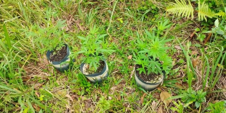 Patrulha Rural encontra vasos com pés de maconha em chácara abandonada em Guaratuba .