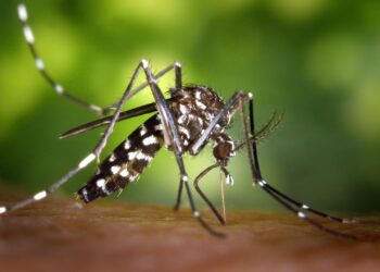Paris fumega ruas pela primeira vez para combater o Aedes