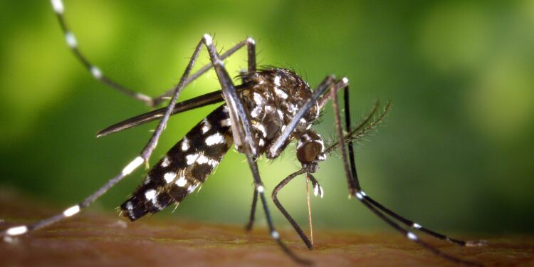 Paris fumega ruas pela primeira vez para combater o Aedes