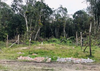 Ações de fiscalização ambiental encontraram áreas ocupadas e corte de vegetação em Matinhos.