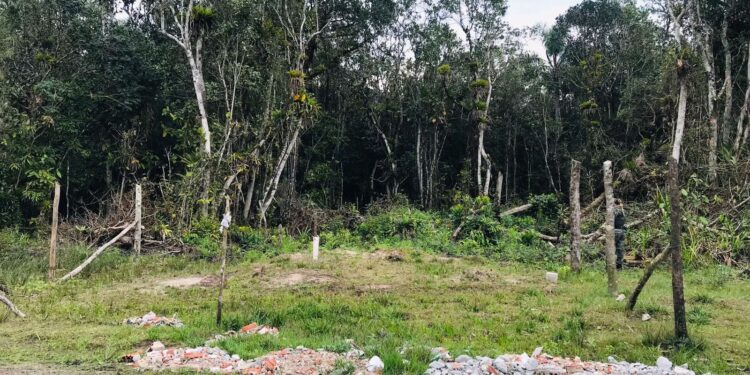 Ações de fiscalização ambiental encontraram áreas ocupadas e corte de vegetação em Matinhos.