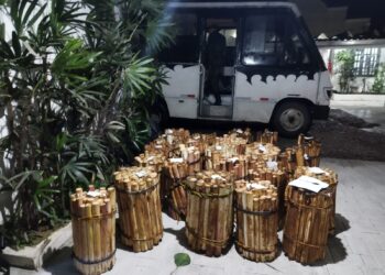 Polícia Ambiental apreende mais de 1500 unidades de palmito juçara em Antonina