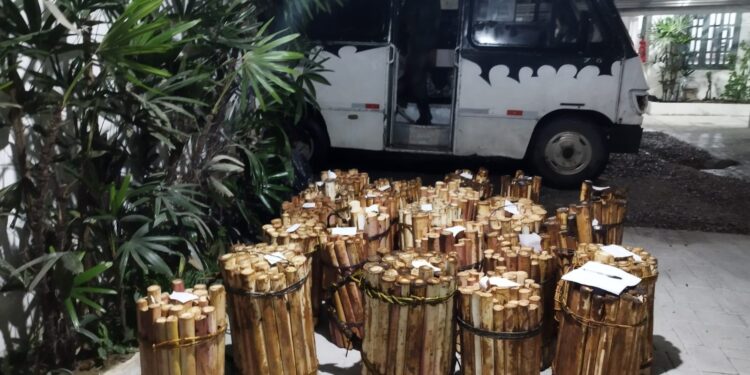 Polícia Ambiental apreende mais de 1500 unidades de palmito juçara em Antonina