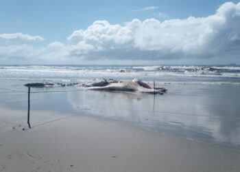 Baleia de 12 metros é encontrada morta em Pontal do Paraná