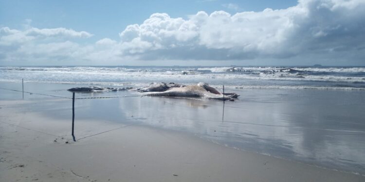Baleia de 12 metros é encontrada morta em Pontal do Paraná