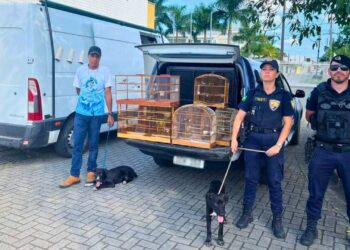 Cães, pássaros e peixes em situação de maus-tratos são resgatados pela GCM na Ilha dos Valadares