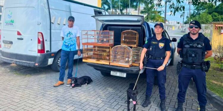 Cães, pássaros e peixes em situação de maus-tratos são resgatados pela GCM na Ilha dos Valadares