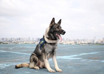 PRF busca tutor para cão policial aposentado