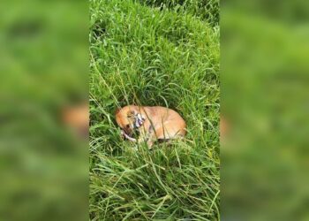 Cachorro permanece ao lado do corpo do tutor que morreu atropelado na BR-277