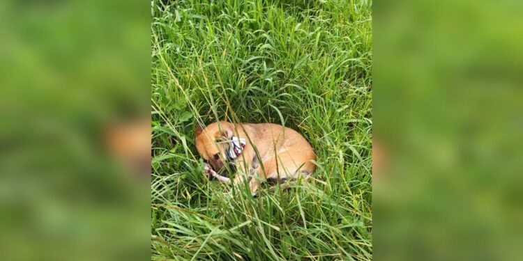 Cachorro permanece ao lado do corpo do tutor que morreu atropelado na BR-277