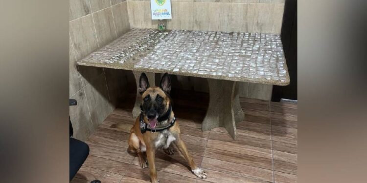 PM encontra quase meio quilo de entorpecentes escondidos em matagal em Pontal do Paraná