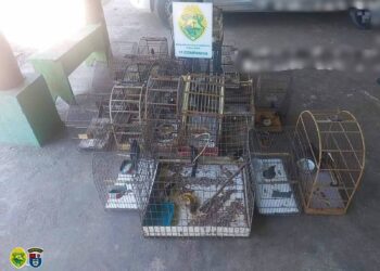 Foragido da Justiça é capturado pela Polícia Ambiental em Antonina; com ele foram encontrados 26 pássaros nativos mantidos em cativeiro