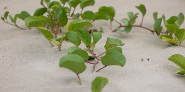 Com avanços na drenagem, revitalização da Orla de Matinhos alcança 92%