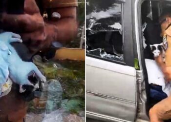 PMs estouram vidro e resgatam gato que estava trancado dentro de um carro em Caiobá