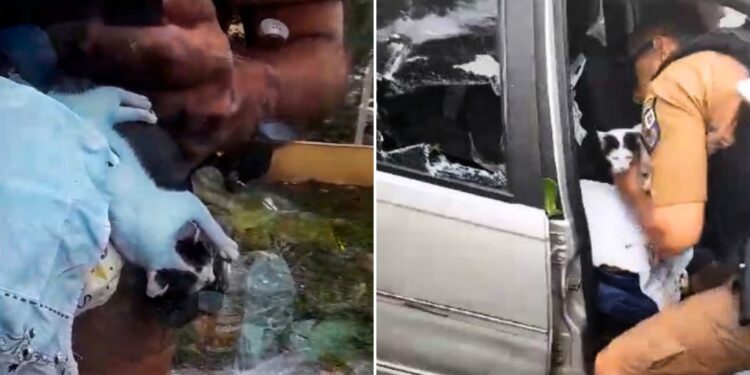 PMs estouram vidro e resgatam gato que estava trancado dentro de um carro em Caiobá