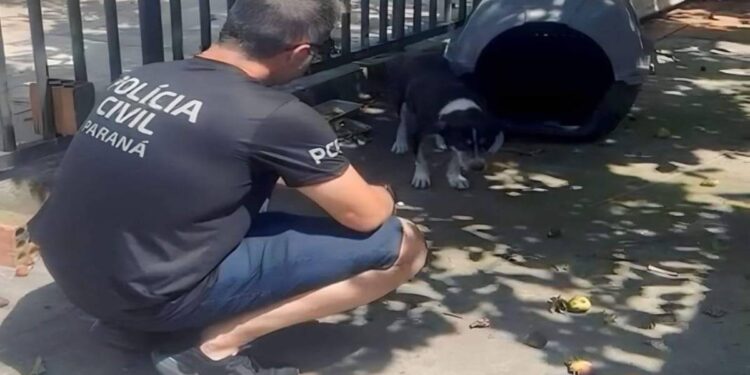 PCPR prende homem por maus-tratos em Matinhos