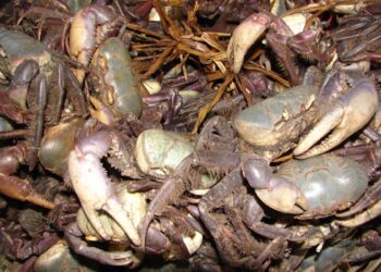 Proibição da pesca do caranguejo-uçá começa nesta sexta-feira no Paraná