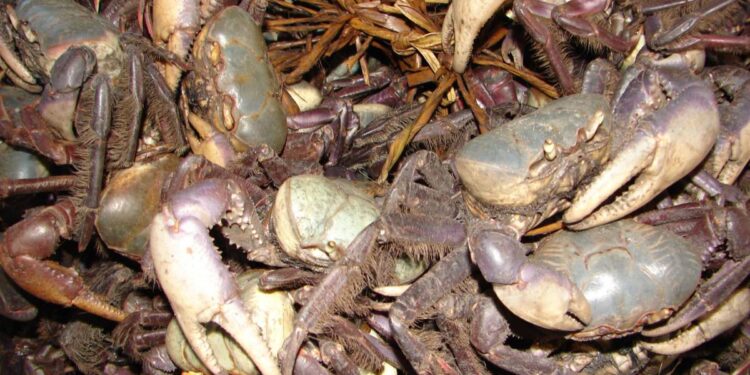 Proibição da pesca do caranguejo-uçá começa nesta sexta-feira no Paraná