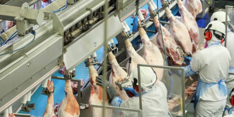 Paraná lidera aumento da produção de frangos, suínos e ovos com números recordes em 2023