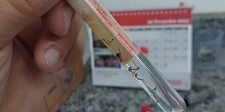 Paranaguá tem análise detalhada sobre a presença do Aedes aegypti na cidade