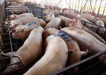 Campanha de atualização de rebanhos começa nesta quarta-feira no Paraná