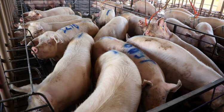 Campanha de atualização de rebanhos começa nesta quarta-feira no Paraná