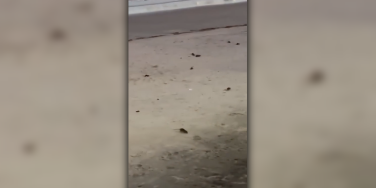 [VIDEO] Infestação de Ratos em Guaratuba: Prefeitura emite nota oficial