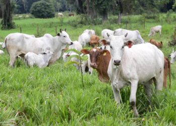 [VIDEO] Prazo para atualização obrigatória de rebanhos começa em 1.º de maio no Paraná